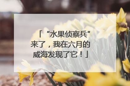 “水果侦察兵”来了，我在六月的威海发现了它！