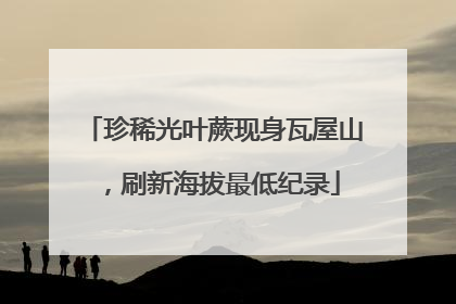 珍稀光叶蕨现身瓦屋山，刷新海拔最低纪录