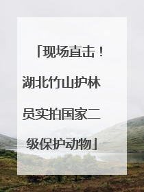 现场直击！湖北竹山护林员实拍国家二级保护动物