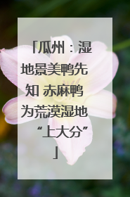 瓜州：湿地景美鸭先知 赤麻鸭为荒漠湿地“上大分”