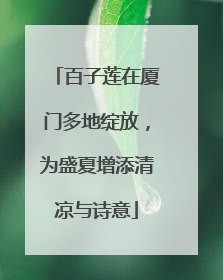 百子莲在厦门多地绽放，为盛夏增添清凉与诗意