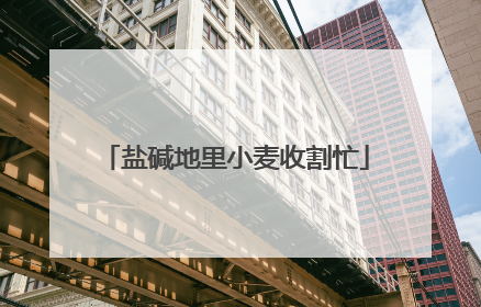 盐碱地里小麦收割忙