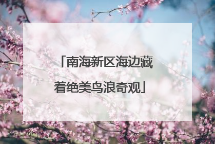 南海新区海边藏着绝美鸟浪奇观