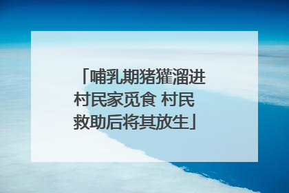 哺乳期猪獾溜进村民家觅食 村民救助后将其放生