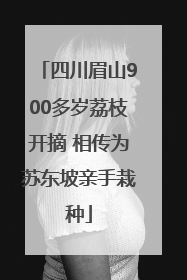 四川眉山900多岁荔枝开摘 相传为苏东坡亲手栽种