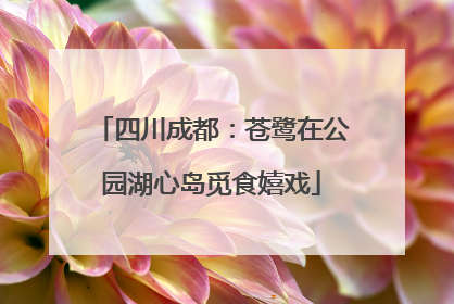 四川成都：苍鹭在公园湖心岛觅食嬉戏
