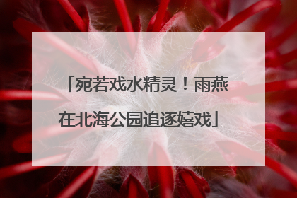 宛若戏水精灵！雨燕在北海公园追逐嬉戏