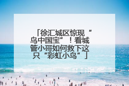 徐汇城区惊现“鸟中国宝”！看城管小哥如何救下这只“彩虹小鸟”