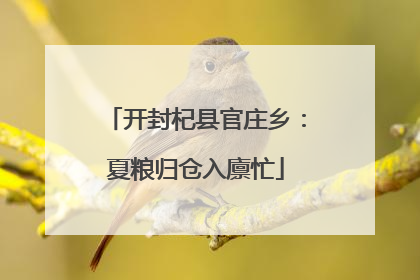 开封杞县官庄乡：夏粮归仓入廪忙