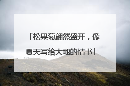 松果菊翩然盛开，像夏天写给大地的情书