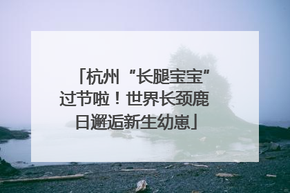 杭州“长腿宝宝”过节啦！世界长颈鹿日邂逅新生幼崽