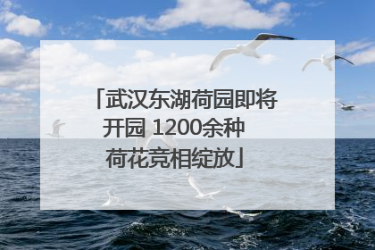 武汉东湖荷园即将开园 1200余种荷花竞相绽放