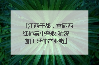 江西于都：富硒西红柿集中采收 精深加工延伸产业链