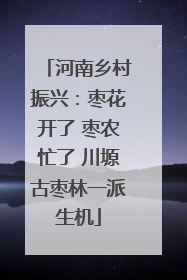 河南乡村振兴：枣花开了 枣农忙了 川塬古枣林一派生机