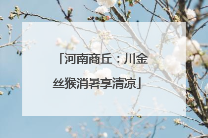 河南商丘：川金丝猴消暑享清凉