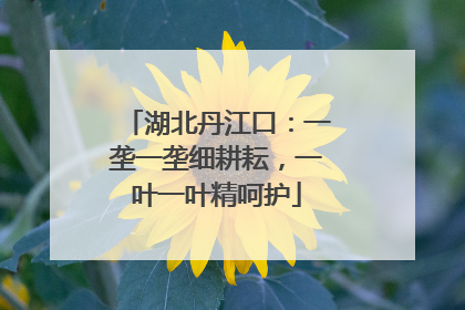 湖北丹江口：一垄一垄细耕耘，一叶一叶精呵护