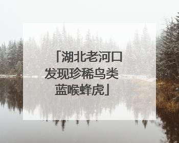 湖北老河口发现珍稀鸟类蓝喉蜂虎