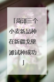 菏泽三个小麦新品种在新疆戈壁滩试种成功