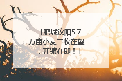 肥城汶阳5.7万亩小麦丰收在望，开镰在即！