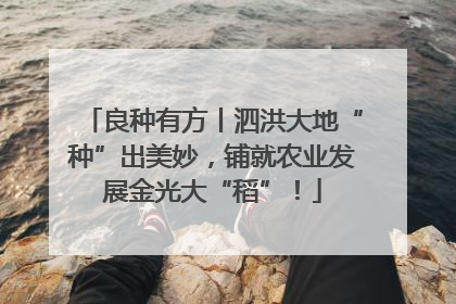 良种有方丨泗洪大地“种”出美妙，铺就农业发展金光大“稻”！