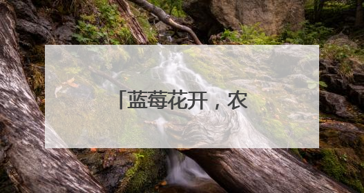 蓝莓花开，农民增收笑开怀