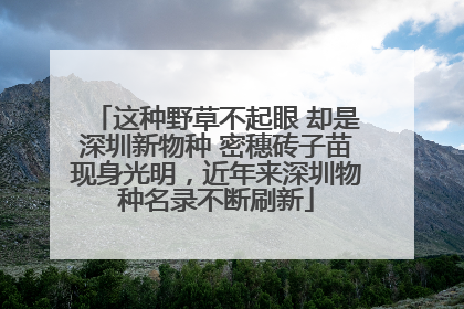 这种野草不起眼 却是深圳新物种 密穗砖子苗现身光明，近年来深圳物种名录不断刷新