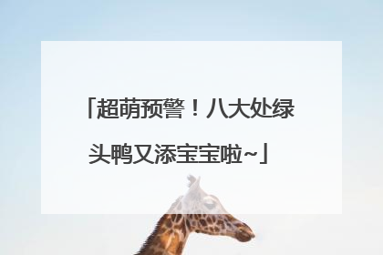 超萌预警！八大处绿头鸭又添宝宝啦~