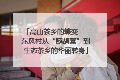 高山茶乡的蝶变——东风村从“鹧鸪营”到生态茶乡的华丽转身
