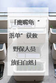 鹰嘴龟“落单”获救 野保人员放归自然