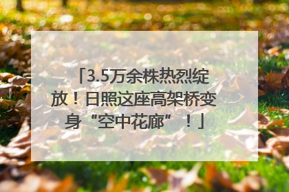 3.5万余株热烈绽放！日照这座高架桥变身“空中花廊”！